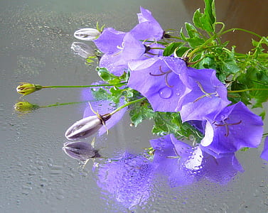 purple petaled flowers thumbnail