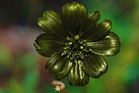 close-up photo of green anemone flower thumbnail