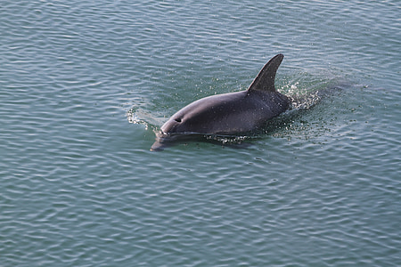 black dolphin swimming thumbnail