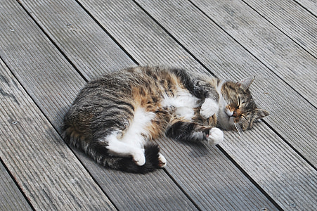sleeping black and brown tabby cat on brown wooden pavement thumbnail