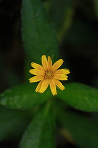 nature, petals, blur, leaves thumbnail