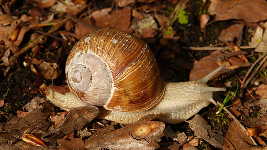 gray snail crawling on dry leaves thumbnail