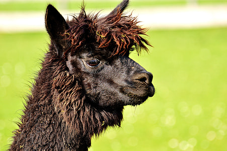 brown alpaca in shallow photo thumbnail