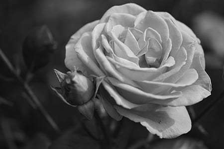grayscale photo of rose thumbnail