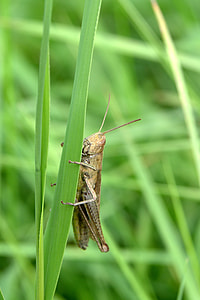 Grasshopper, Tettigonia Viridissima thumbnail