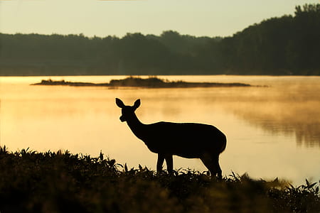 silhouette of deer near body of water thumbnail