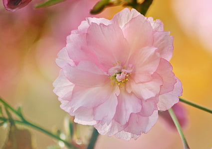 selective focus photography of white single-petaled rose flower thumbnail