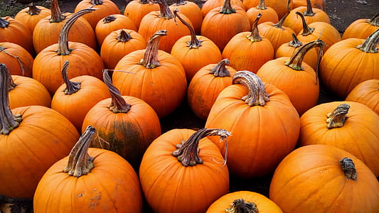 orange pumpkins thumbnail