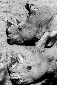 two gray rhinoceros lying on mud thumbnail