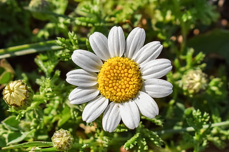 selective focus photography of white daisy flower thumbnail