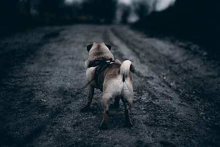 short-coated brown and white dog on rocky road thumbnail