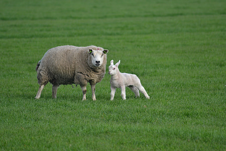 gray sheep on green grass field thumbnail