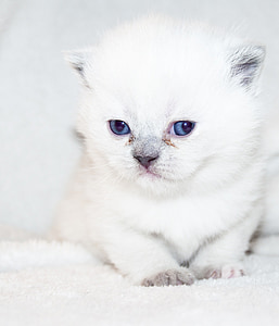 white kitten on white textile thumbnail