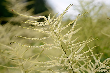 green leafed plants thumbnail