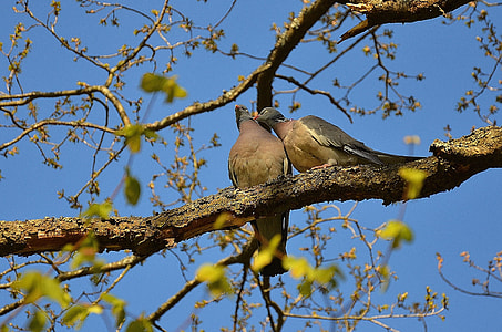 two birds on tree branch thumbnail