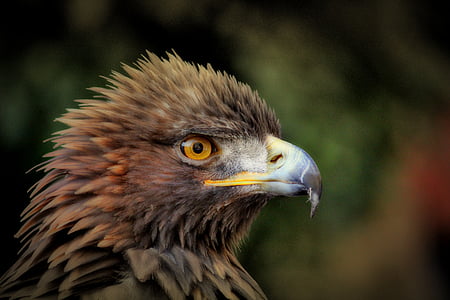 selective focus photography of eagle thumbnail