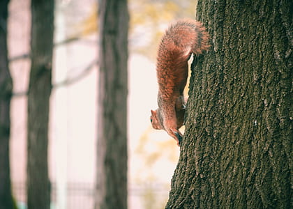 Brown Squirrel on Black Tree thumbnail
