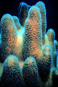 closeup photo of white and orange soft corals thumbnail