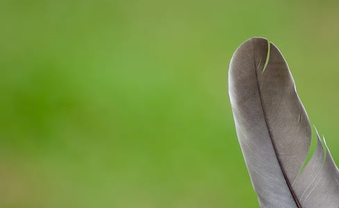 macro photography of brown feather thumbnail