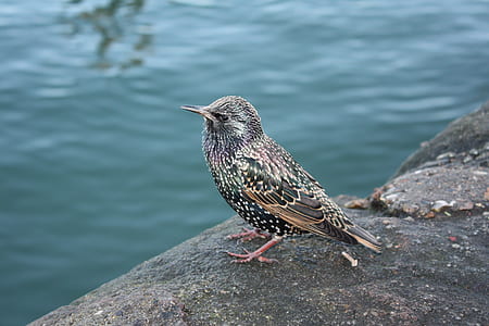 selective focus photo of European starling bird standing on cliff thumbnail