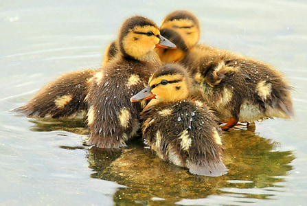 five brown-and-yellow ducks in water thumbnail