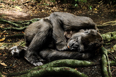 wildlife photography of black primate thumbnail