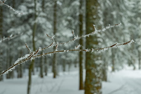 cold, snow, nature, weather thumbnail