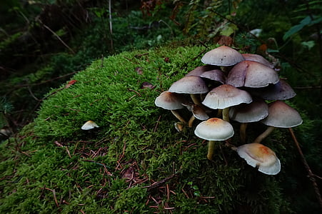 mushrooms thumbnail