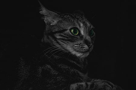 silver tabby cat lying on black surface thumbnail