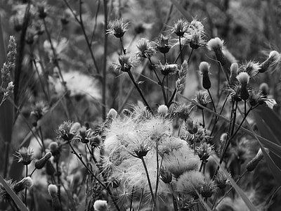 Meadow, Black And White thumbnail
