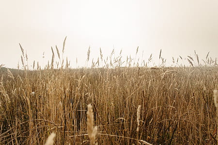 landscape photography of grass field thumbnail