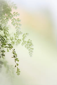 focus-photography of green leaf thumbnail