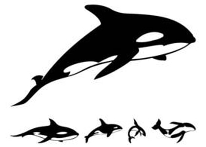 Large Narwhal Svg File Free Graphics Uihere