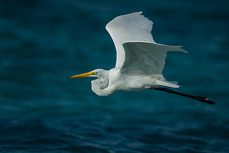flying white pelican near body of water thumbnail