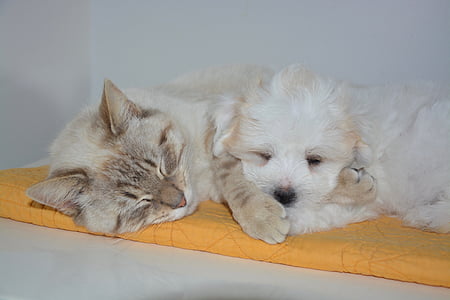 short-coated beige cat beside long-coated beige puppy thumbnail
