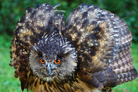 brown and black owl thumbnail
