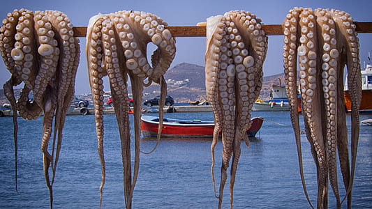 four brown octopus thumbnail