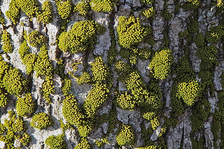macro photography of green moss on tree thumbnail