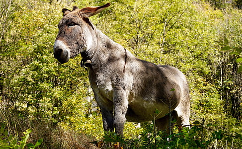 gray donkey surrounded by green leafed trees and plants thumbnail