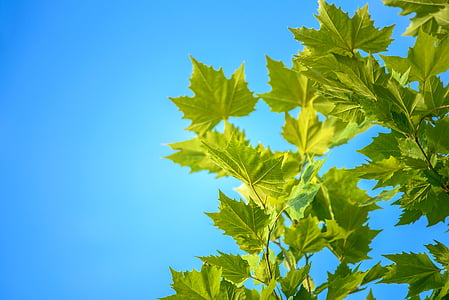 close-up photo of green leaves during daytime thumbnail