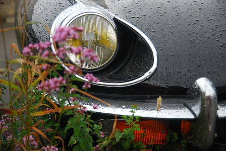 pink flowers beside black vehicle thumbnail