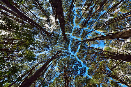 low-angle photograph of trees thumbnail