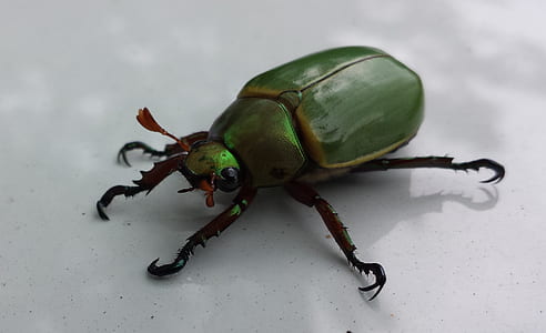 green beetle thumbnail