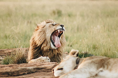 closeup photo of lion lying near lioness thumbnail