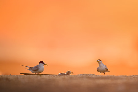 focus photo of three white birds on sand thumbnail