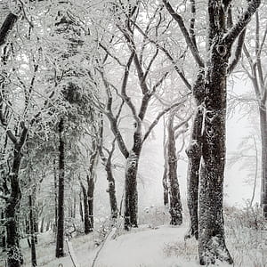snow covered land with trees thumbnail