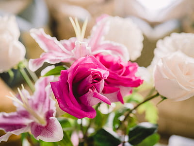 selective focus photo of a pink petaled flower thumbnail