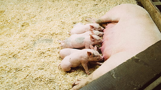 white pig and piglets thumbnail