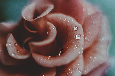 shallow focus photography of pink flower with morning dew thumbnail