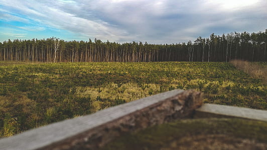 landscape photo of green grass field thumbnail